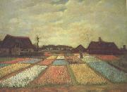 Bulb Fields (nn04), Vincent Van Gogh